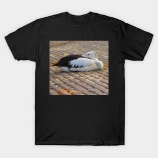 The Resting Pelican! T-Shirt